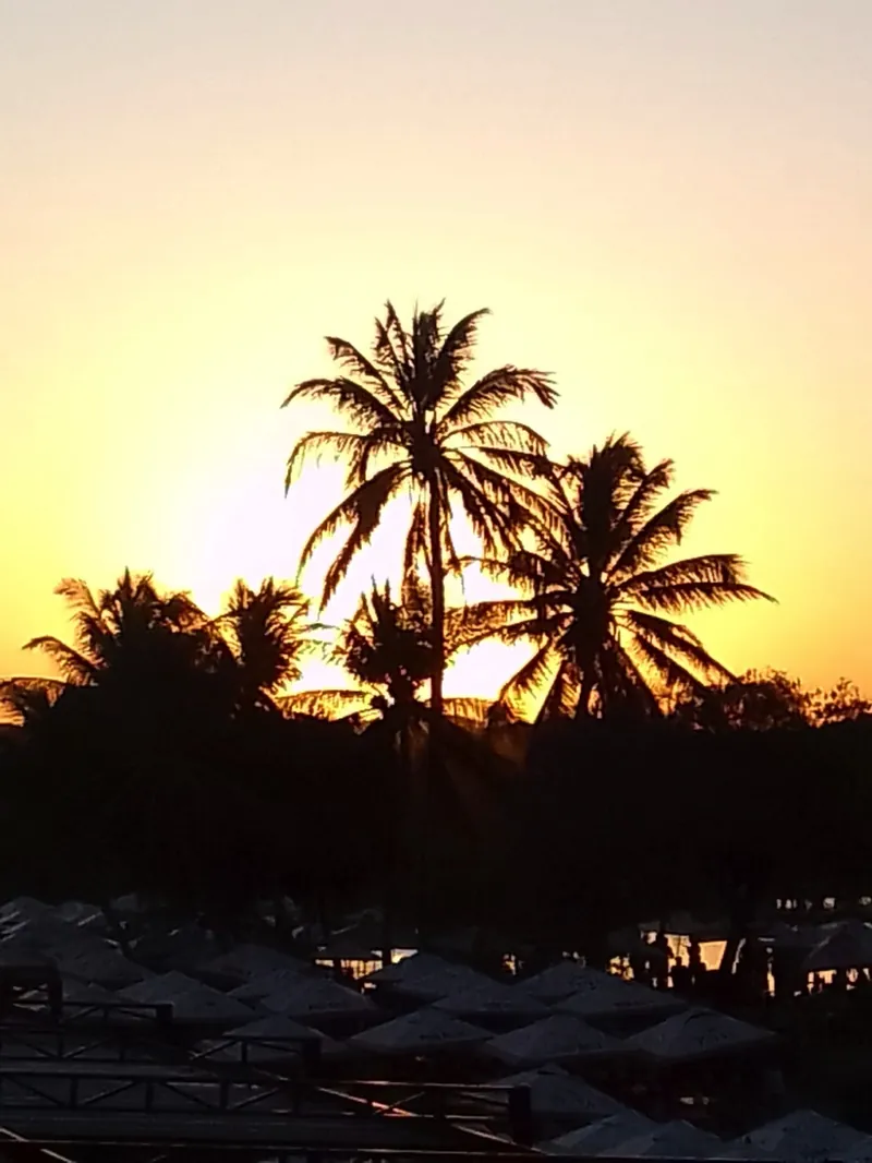 Silhueta de coqueiros contra o céu dourado do pôr do sol